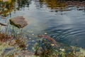 European river otter, Lutra lutra, swimming on back in clear water. Adorable fur coat animal with long tail. Endangered Royalty Free Stock Photo