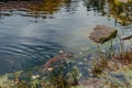 European river otter, Lutra lutra, swimming on back in clear water. Adorable fur coat animal with long tail. Endangered Royalty Free Stock Photo