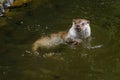 European river otter, Lutra lutra, swimming and hunting in clear water. Endangered fish predator in nature. Adorable animal Royalty Free Stock Photo