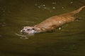European river otter, Lutra lutra, swimming and hunting in clear water. Endangered fish predator in nature. Adorable animal Royalty Free Stock Photo