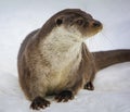 European river otter is semi-aquatic predatory mammal from the family of martens on snow-covered ice of the river Royalty Free Stock Photo