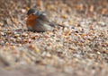 European Robin Royalty Free Stock Photo