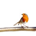 European robin Royalty Free Stock Photo