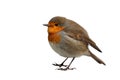 European Robin Royalty Free Stock Photo