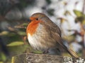 European Robin Royalty Free Stock Photo