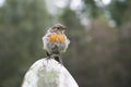 European robin