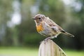 European robin Royalty Free Stock Photo