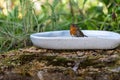 European robin bathing in bird bath