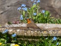 European Robin Bathing in Birdbath