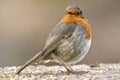 European robin bird Royalty Free Stock Photo