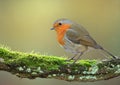 European robin bird Royalty Free Stock Photo