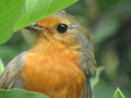 European Robin bird peeking through the leaves Royalty Free Stock Photo