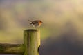 European Robin bird Royalty Free Stock Photo