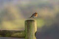 European Robin bird 2 Royalty Free Stock Photo