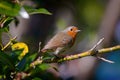 European robin bird perching on a tree branch in the garden Royalty Free Stock Photo