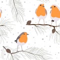 European robin bird sitting on pine branches seamless pattern, vector illustration. Christmas background. Royalty Free Stock Photo