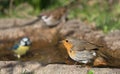 European Robin Bird Royalty Free Stock Photo