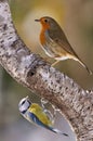 European Robin and blue tit Royalty Free Stock Photo