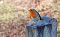 European Robin close up. Robin redbreast.