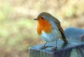 European Robin close up. Robin redbreast.