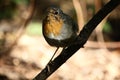 European robin E. rubecula