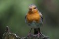 European Robin (Erithacus rubecula) Royalty Free Stock Photo