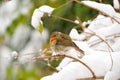 European Robin (Erithacus rubecula)