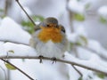 European Robin (Erithacus rubecula) Royalty Free Stock Photo