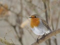 European Robin (Erithacus rubecula) Royalty Free Stock Photo