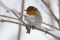 European Robin (Erithacus rubecula) Royalty Free Stock Photo