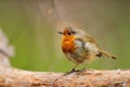 European Robin (Erithacus rubecula) Royalty Free Stock Photo