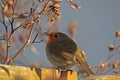 European Robin (Erithacus rubecula)