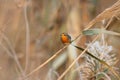 European robin (Erithacus rubecula)