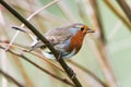 European Robin, Erithacus rubecula, Robin, Birds Royalty Free Stock Photo