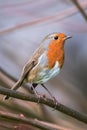 European Robin, Erithacus rubecula, Robin, Birds Royalty Free Stock Photo