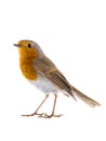 European robin Erithacus rubecula on a branch isolated Royalty Free Stock Photo