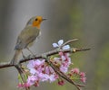 The European robin Erithacus rubecula on Cherry Blossom Royalty Free Stock Photo