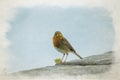 European Robin, Erithacus rubecula digital watercolour painting Royalty Free Stock Photo