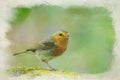 European Robin, Erithacus rubecula digital watercolour painting Royalty Free Stock Photo