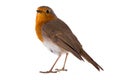 European robin Erithacus rubecula Royalty Free Stock Photo