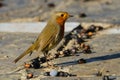 European robin Erithacus rubecula