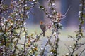 European robin Erithacus rubecula in the foresst Royalty Free Stock Photo