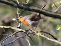 Robin in inquisitive pose on branch Royalty Free Stock Photo