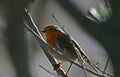 The European robin, Erithacus rubecula, insectivorous passerine bird