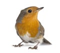 European Robin - Erithacus rubecula Royalty Free Stock Photo