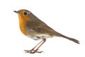 European Robin - Erithacus rubecula