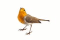 European robin Erithacus rubecula isolated on a white background Royalty Free Stock Photo