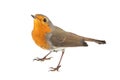 European robin, Erithacus rubecula, isolated on a white background Royalty Free Stock Photo