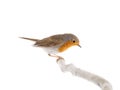 European robin Erithacus rubecula isolated Royalty Free Stock Photo