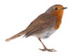 European robin Erithacus rubecula Royalty Free Stock Photo